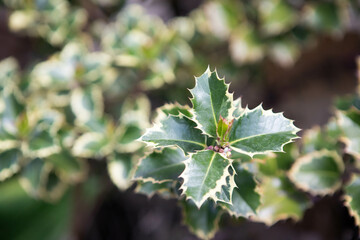 green leaves of a bush in a botanical garden, an ornamental tree