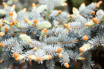 blue spruce branches, needles nature background