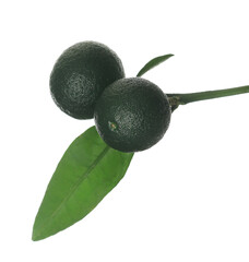  Unripe green tangerines isolated on white, clipping