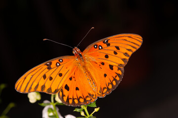 Butterflies