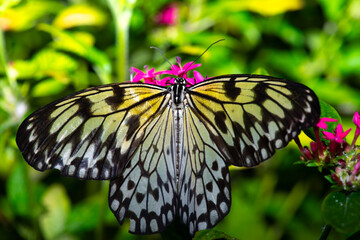 Butterflies