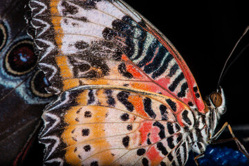 Butterflies