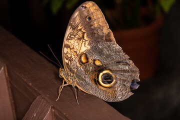 Fototapeta premium Butterflies