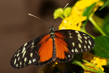 Butterflies