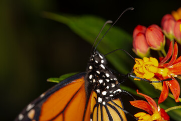 Butterflies
