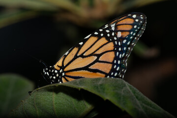 Butterflies