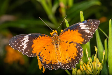 Butterflies