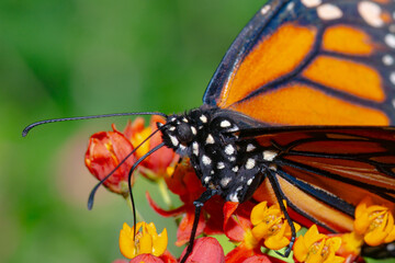 Butterflies