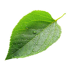 green leaf with water drops