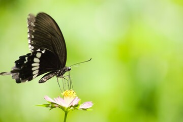 Fototapeta premium Graceful Butterfly Sipping Nectar: A Close-Up of Nature's Beauty in Full Bloom, Showcasing the Vibrant Colors and Delicate Wings Amidst a Summer Garden