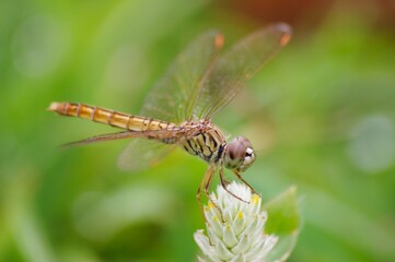 Close-up of dragonfly perch on a flower