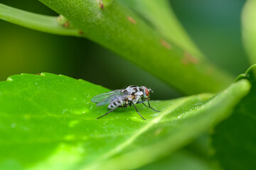 Macro de insectos en el bosque en verano en Madrid
