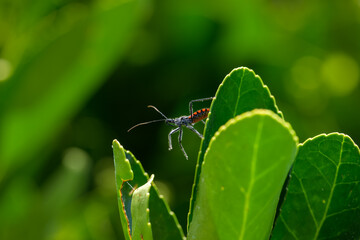 Macro de insectos en el bosque en verano en Madrid