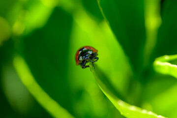 Macro de insectos en el bosque en verano en Madrid