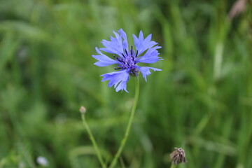 Obraz premium Close Up of Beautiful Blue Cornflower in the Grass. Botanical Floral Landscape Decor. Stunning Outdoor Scenic View.