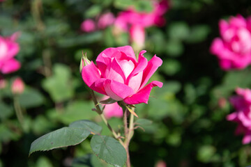 Rose garden in summer. Rose bush. Beautiful fresh rose in nature. Pink roses bush in garden. Summer blooming flower. Soft flower petal. Nature in spring. Flower of rose. Macro photography