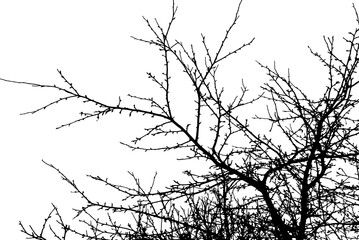 Tree branch silhouette on transparent background