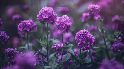 Obraz premium Purple flowers thriving in a deserted garden