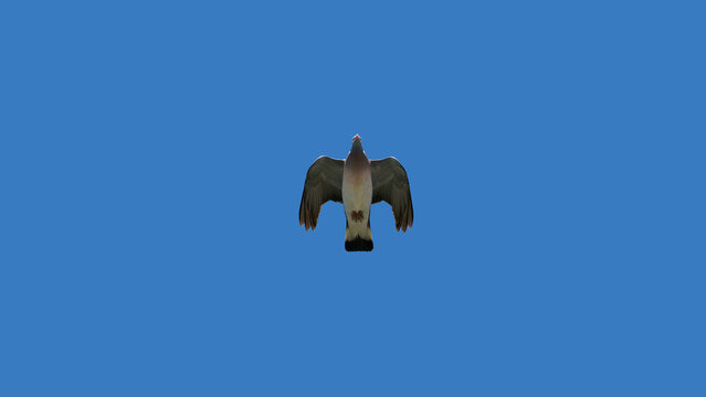 une fleche dans le ciel 