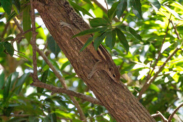 Stunning picture of beautiful squirrel on a tree. Picture clicked at Vedanthangal bird sanctuary, Tamilnadu, South India, India.