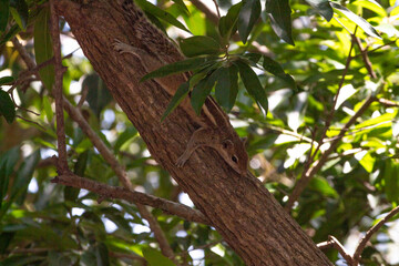 Stunning picture of beautiful squirrel on a tree. Picture clicked at Vedanthangal bird sanctuary, Tamilnadu, South India, India.