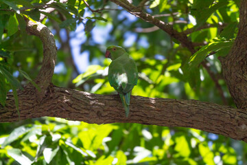 Spectacular picture of beautiful parrot on a tree. Picture clicked at Vedanthangal bird sanctuary,...