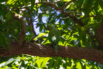 Spectacular picture of beautiful parrot on a tree. Picture clicked at Vedanthangal bird sanctuary, Tamilnadu, South India, India.