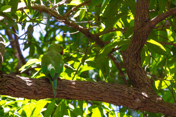 Spectacular picture of beautiful parrot on a tree. Picture clicked at Vedanthangal bird sanctuary, Tamilnadu, South India, India.