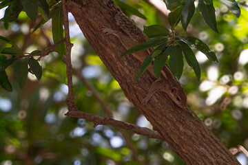 Stunning picture of beautiful squirrel on a tree. Picture clicked at Vedanthangal bird sanctuary, Tamilnadu, South India, India.