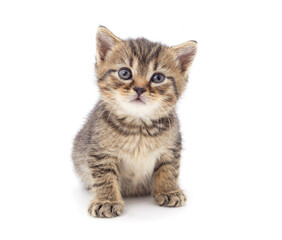 Fototapeta premium Brown little kitten sitting.