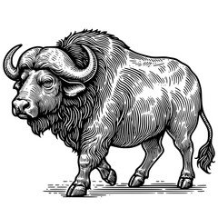 black and white buffalo