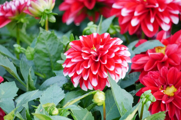 Red Dahlia flowers. Dahlia pinnata is a species in the genus Dahlia, family Asteraceae, with the common name garden dahlia. It is the type species of the genus and is widely cultivated.