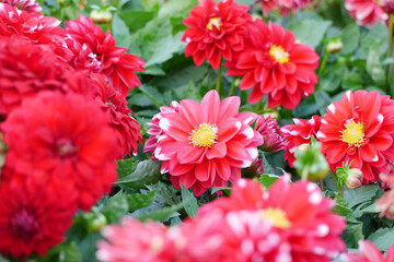 Red color chrysanthemum. Chrysanthemum (also known as florist's daisy and hardy garden mum, or in China juhua) is a species of perennial plant from family Asteraceae.