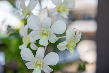 Beautiful Orchid flower blooming in garden floral background