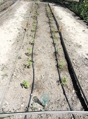 Obraz premium pepper plant seedlings with deip irrigation system