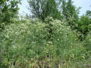 An amazing natural picture of lush steppe vegetation at the beginning of summer, trying to surpass...