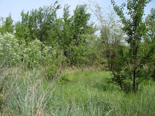 An amazing natural picture of lush steppe vegetation at the beginning of summer, trying to surpass...