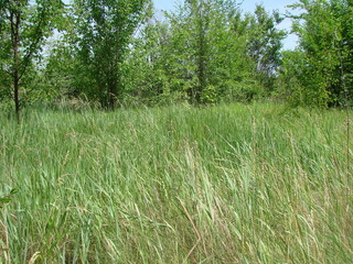 The natural beauty of lush steppe vegetation at the beginning of summer attracts the viewer with an...