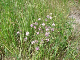 The natural beauty of blooming wild steppe flowers at the beginning of summer attracts the eye of...