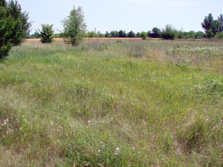 The green sheet of lush steppe vegetation at the beginning of summer seems to invite everyone to...