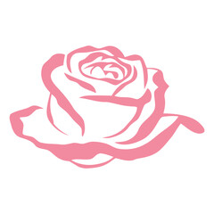 A pink rose with delicate petals and a stem