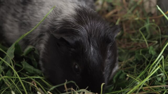 The guinea pig demonstrates enviable selectivity, choosing only certain types of grass to eat. It bypasses some plants, focusing on its favorite varieties. 4k