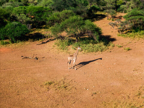 Aerial view of wild giraffe in arid landscape, Thabazimbi NU, South Africa.