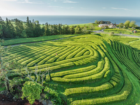 Aerial view of Cha fields and terrace overlooking the ocean, Maia, Azores, Portugal.