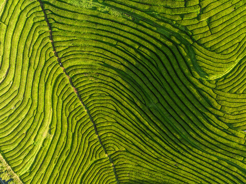 Aerial view of lush and vibrant Cha fields, Maia, Azores, Portugal.