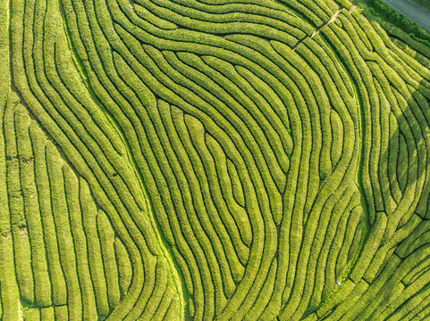 Aerial view of Cha fields with intricate patterns, Maia, Azores, Portugal.