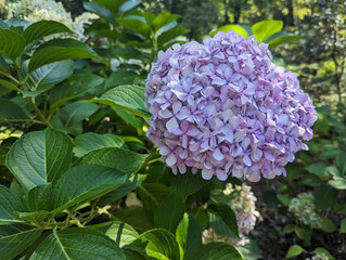 flowers in the garden with purple cluster and green leaves