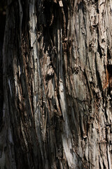 Thuja tree trunk close up. Wood texture background. Old cracked tree bark © Sea_Inside_Soul