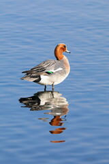 The male of Eurasian Wigeon on the shore of a lake in the Arctic