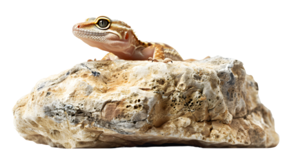 A small gecko with large eyes sits perched on a rock, looking directly at the viewer.